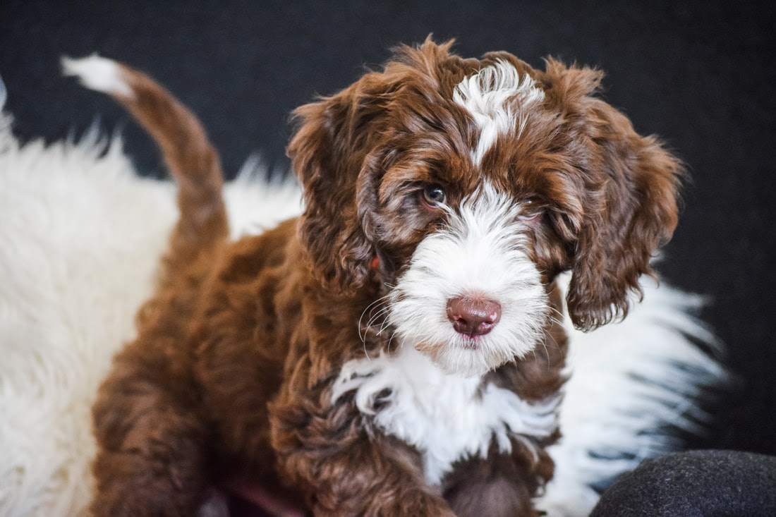 Join millions of people using oodle to find puppies for adoption, dog and puppy listings, and other pets adoption. Australian Heritage Labradoodles Mini Australian Labradoodle Puppies Available Now In Chattanooga Tennessee