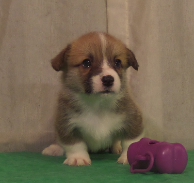 We are a hobby farm specializing in breeding. Griffin Corgi Owner O Daniel Sklar In Colorado Springs Co Arkansas Corgis Pembroke Welsh Corgis