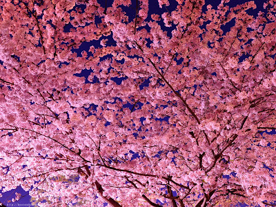 夜桜 壁紙 156297-京都 夜桜 壁紙