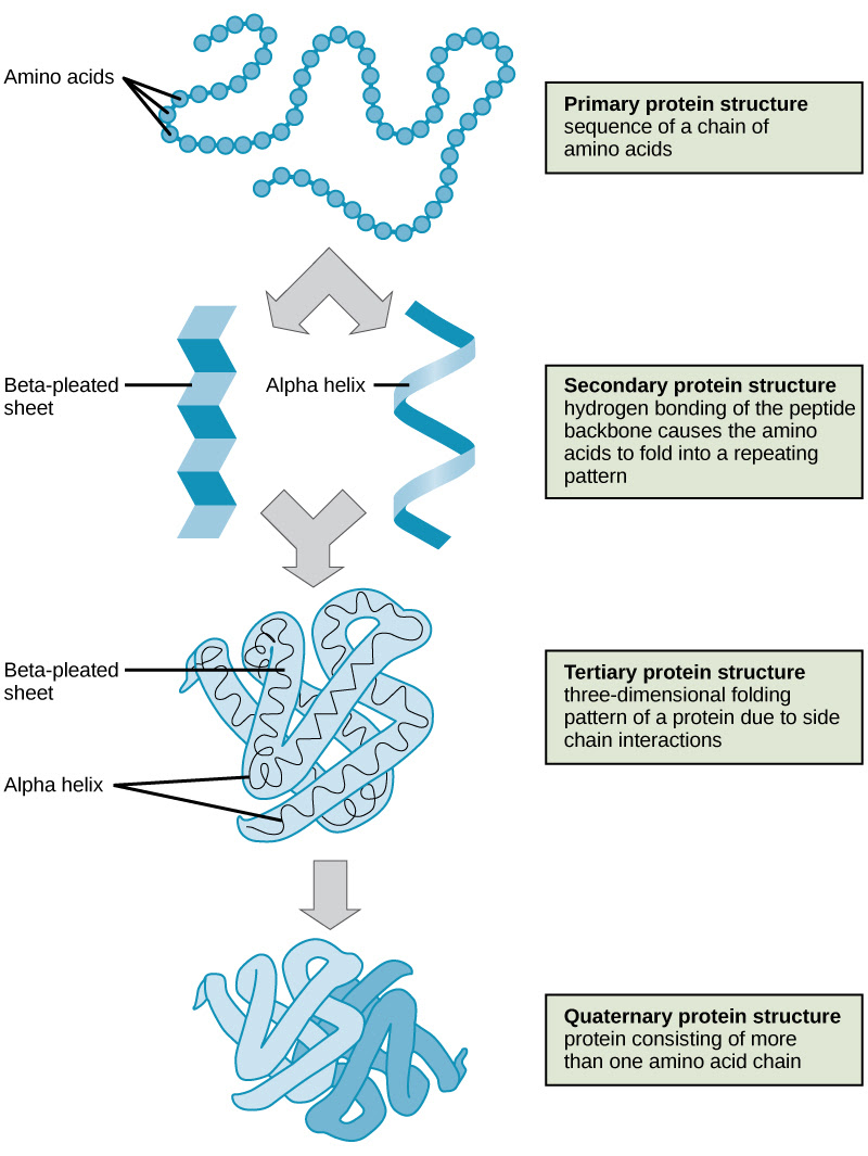 Is a nucleic acid that contains the genetic instructions used in the development and. 2 3 Biological Molecules Concepts Of Biology 1st Canadian Edition