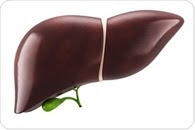 Study shows how interactions between microbiome and the immune system contribute to liver disease