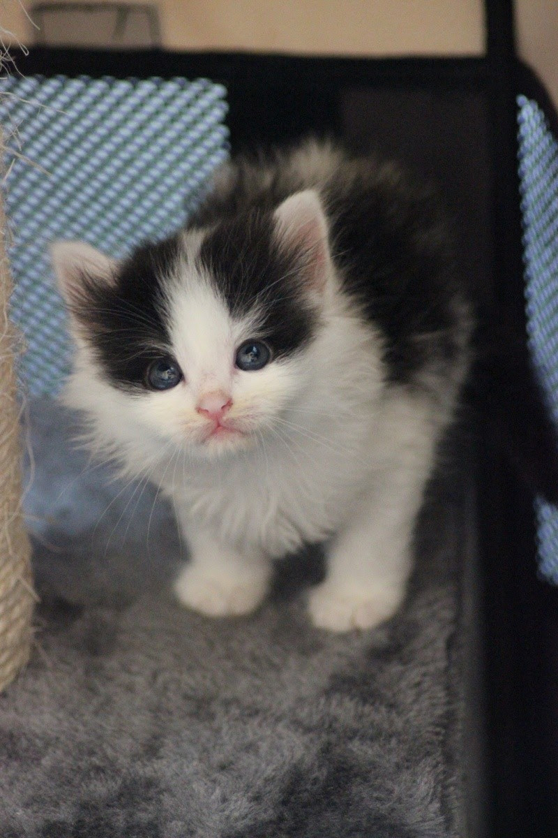 Poil Long Chat Angora Noir Et Blanc Get Images
