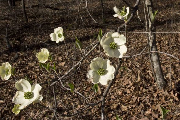 dogwood flower