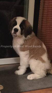 A swiss alpine breed of large powerful dog with a thick coat of hair used as a rescue dog. Welcome To West Wind Saint Bernards