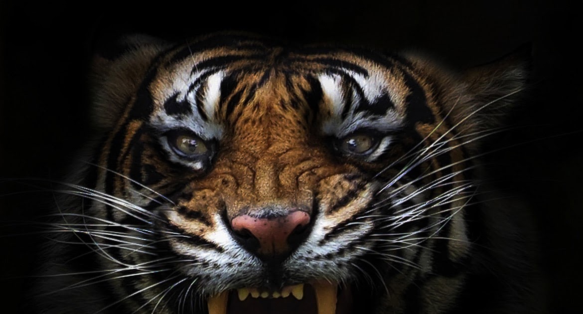 95 Gambar Wajah Harimau Sumatera Paling Bagus Gambar Pixabay