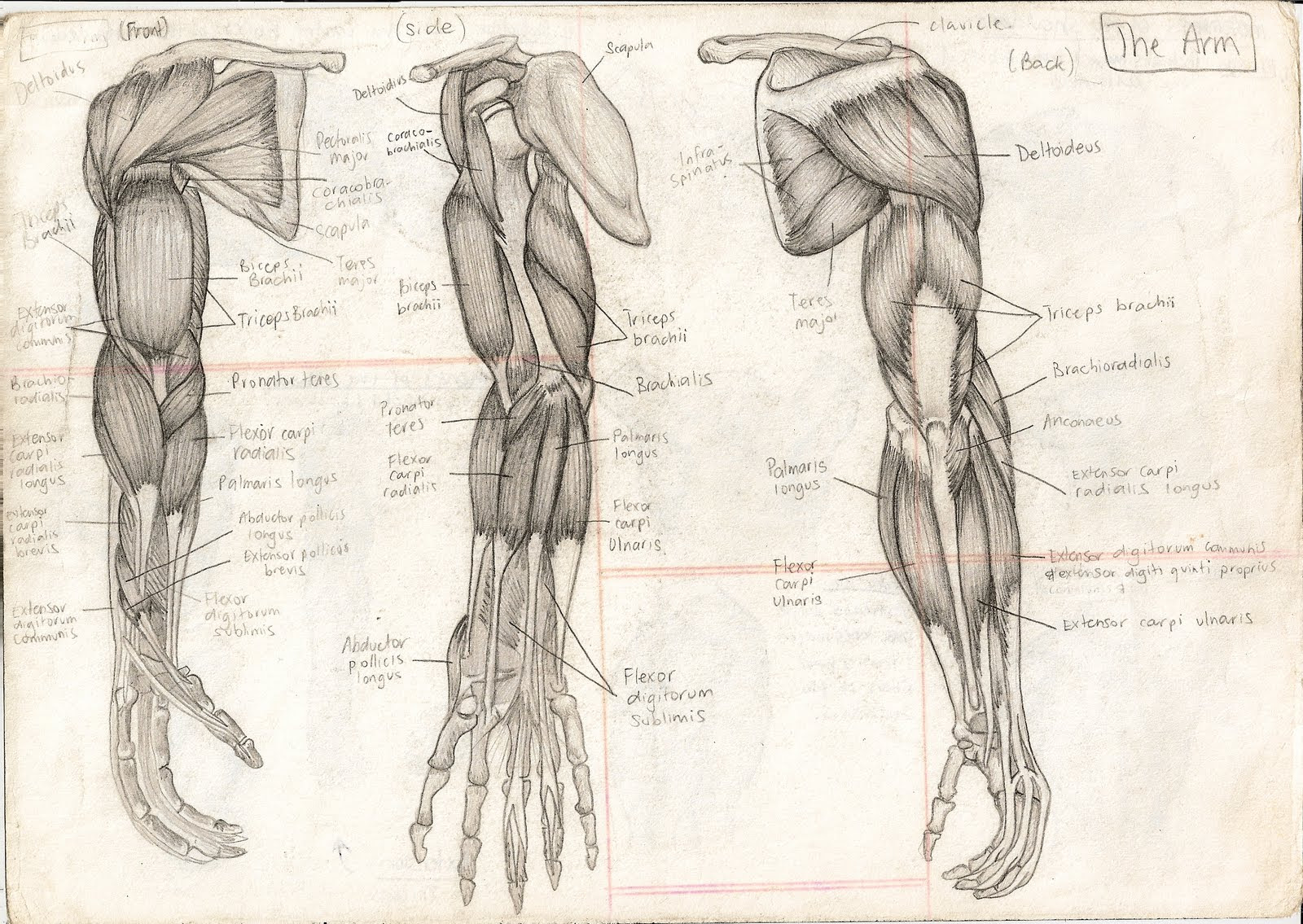 The human body is a single structure but it is made up of billions of smaller structures of four major kinds systems are the most complex of the component units of the human body. Human Body Structure Drawing At Getdrawings Free Download