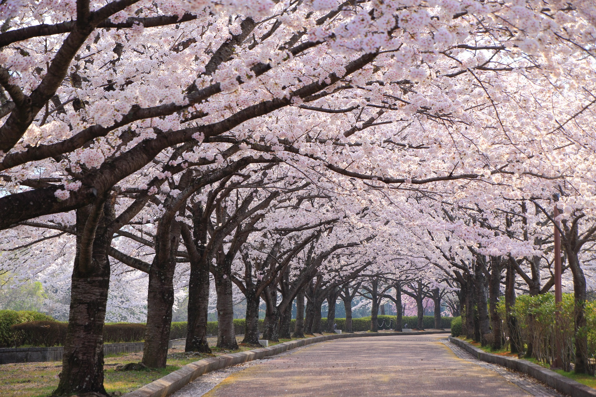 元の桜 画像 高 画質 最高の壁紙コレクション