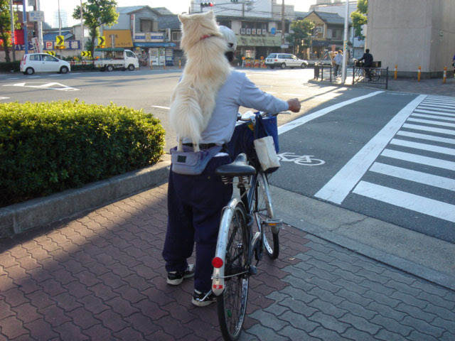 自転車 に 乗っ て 犬 の 散歩 違反