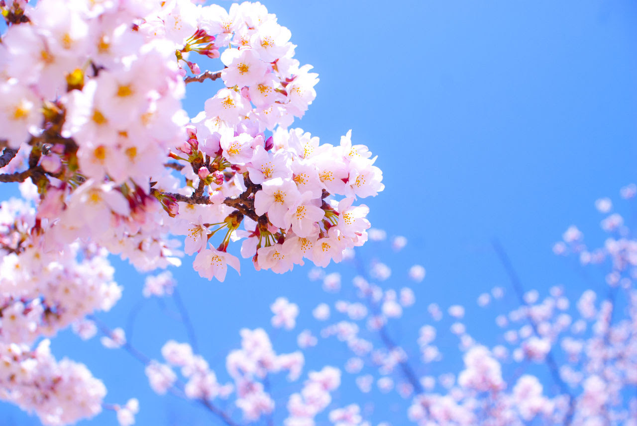 すべての美しい花の画像 ベスト50 デスクトップ 桜 壁紙 高 画質