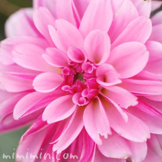 トップ100 ダリア 花 言葉 ピンク 最高の花の画像