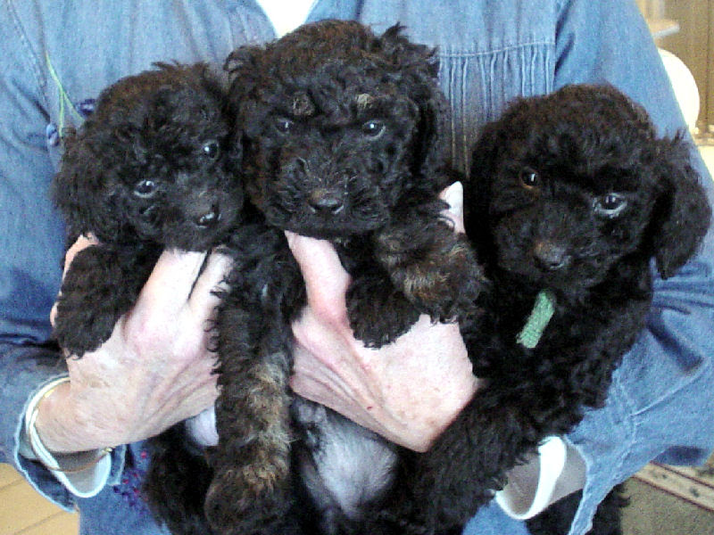 Miniature poodles are very smart, obedient, and graceful. Miniature Poodles At The Milk Honey Farm
