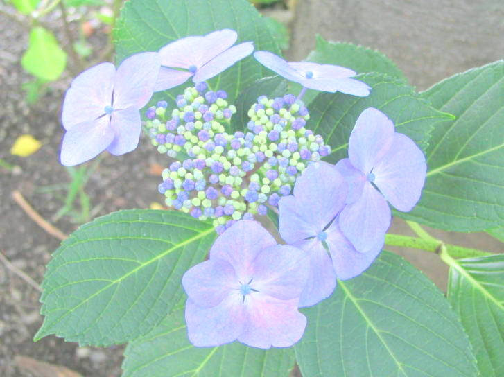すべての美しい花の画像 ぜいたくガク アジサイ 英語