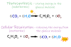 Cellular Respiration Formula With States