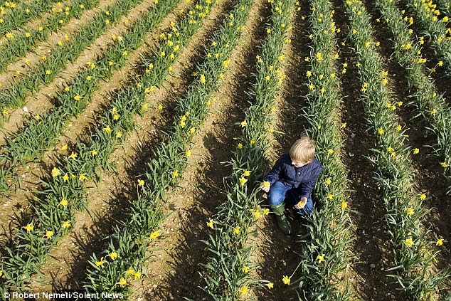 Spring is here: This 25-acre farm will be harvested over the next few weeks. Each acre contains six tonnes of daffodils