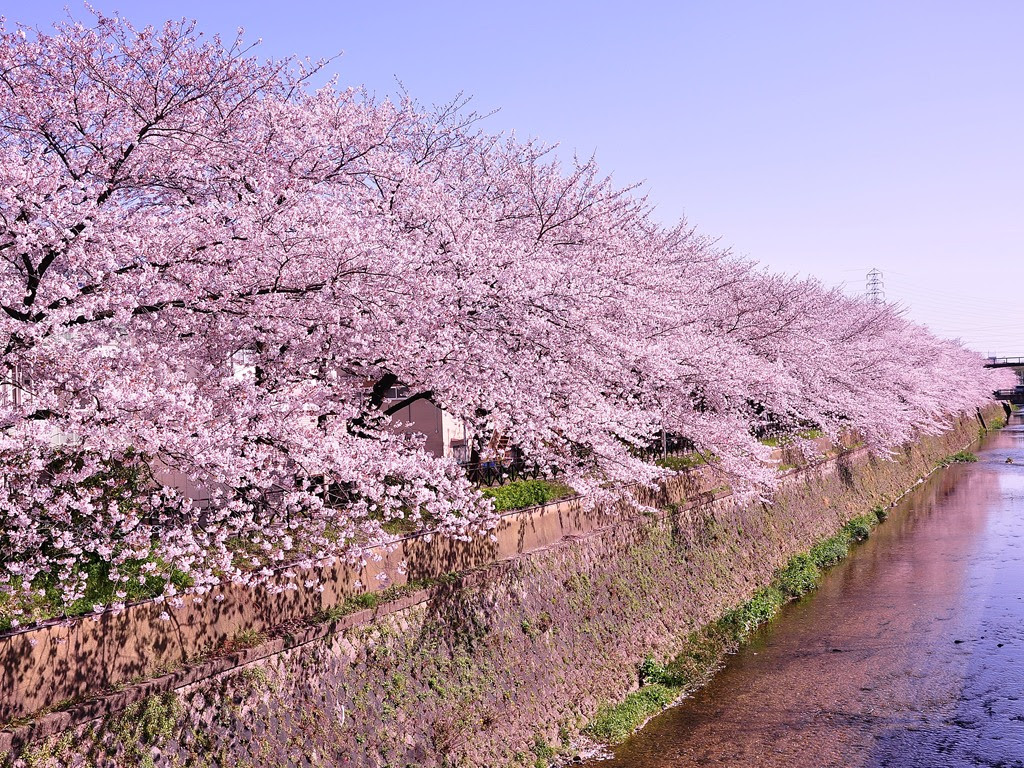 高 画質 桜 壁紙 Pc Udin