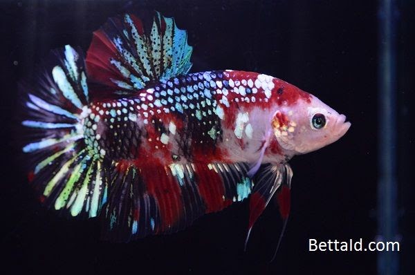 Kumpulan gambar untuk Belajar mewarnai Warna  Gambar Ikan 