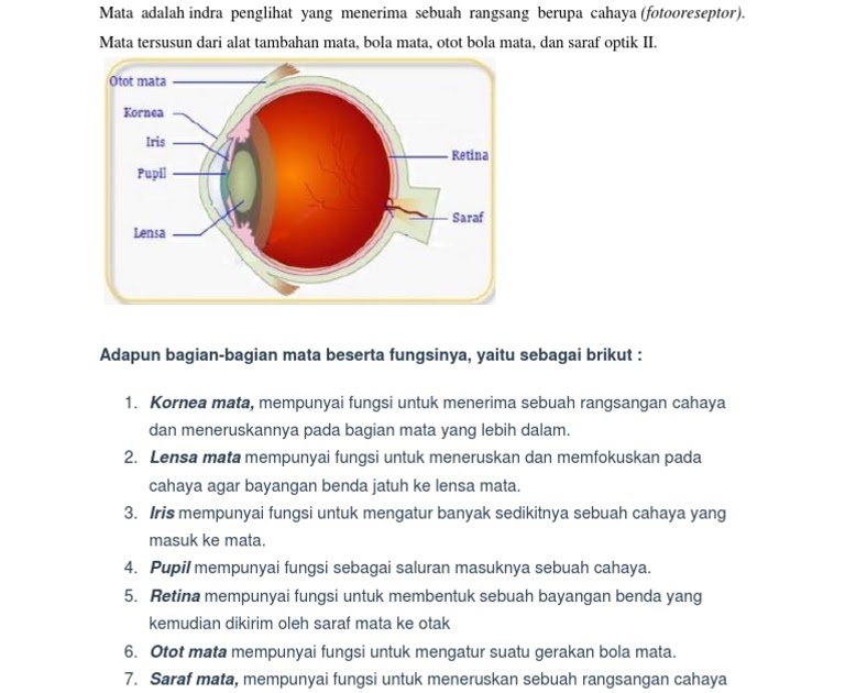 Gambar Mata Beserta Bagian Dan Fungsinya Tempat Berbagi 