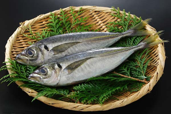 最高の魚 写真 フリー スーパーイラストコレクション