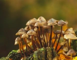 Bioactive compounds in mushrooms may fight neurodegeneration in later life