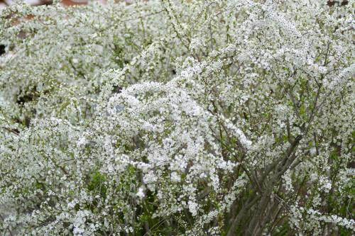 すべての美しい花の画像 ユニーク春 白い花 木