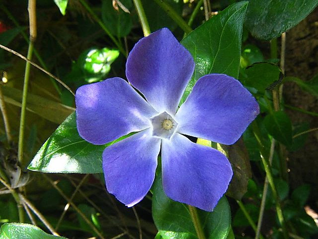 すべての花の画像 無料印刷可能蔓 花言葉