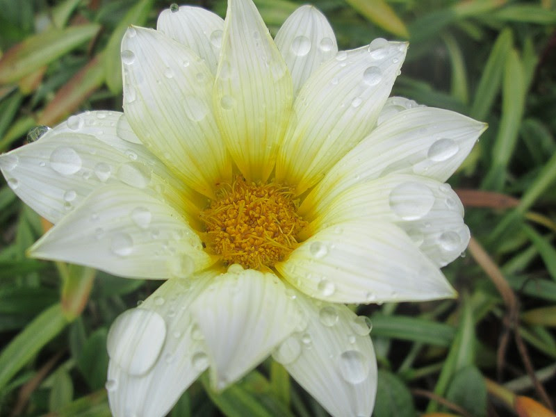 これまでで最高の平和 象徴 花 美しい花の画像