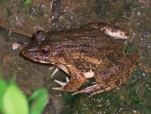 Gambar Katak  Di Sawah  Kata Kata