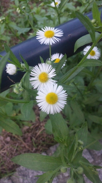 最高の雑草 花 言葉 すべての美しい花の画像