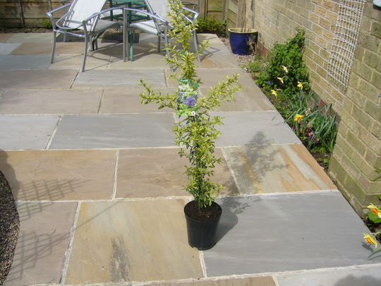 Check spelling or type a new query. Lemon And Lime Ceanothus Grows On You