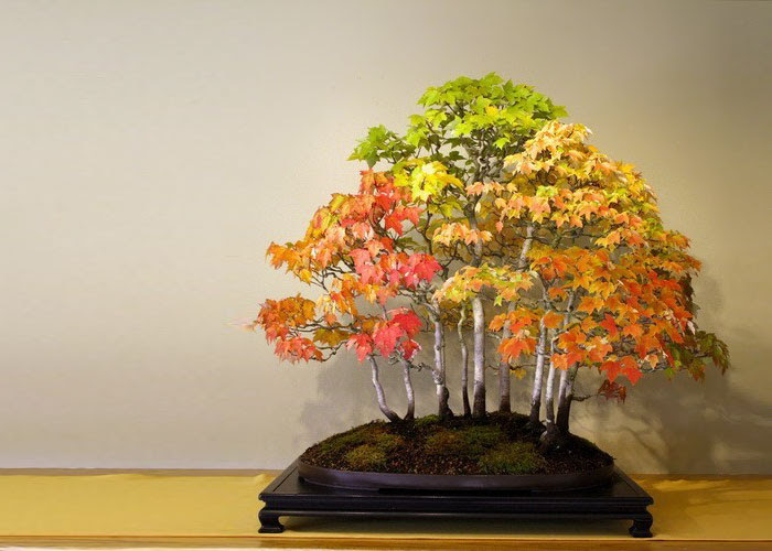 Bonsai đẹp