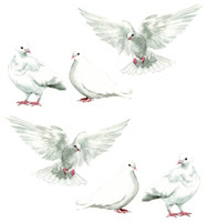 美しい花の画像 エレガント白い鳩 イラスト