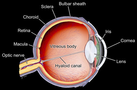 Diagram of the Human Eye