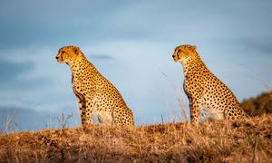 Guepardos al acecho al amanecer, en el parque nacional de Maasai Mara, en Kenia.