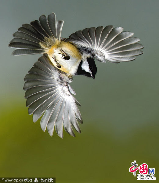 25 飛ぶ鳥 画像 飛ぶ鳥 画像 Onapixler
