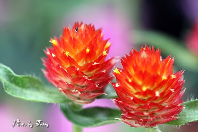 美しい花の画像 最高ストロベリー フィールド 花