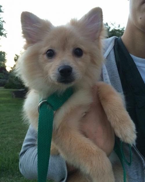 Pomeranian Chihuahua Puppies For Sale Near Me Pets Lovers