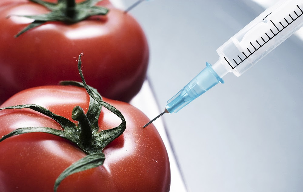 The quick harvest period makes it more favorable as a venture, since this ensures that the masses can be fed with foods that take a relatively shorter time to grow. Sciplanet Genetically Modified Food Pros And Cons