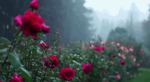 Red Rose Garden Gif