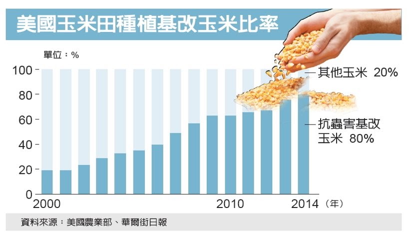 產業特蒐／蟲蟲突變危機 基改挫敗 玉米田淪陷