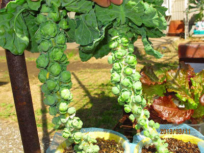 Jozpictsi0jyb 新しいコレクション 芽キャベツ 栽培 春 芽キャベツ 栽培 春まき