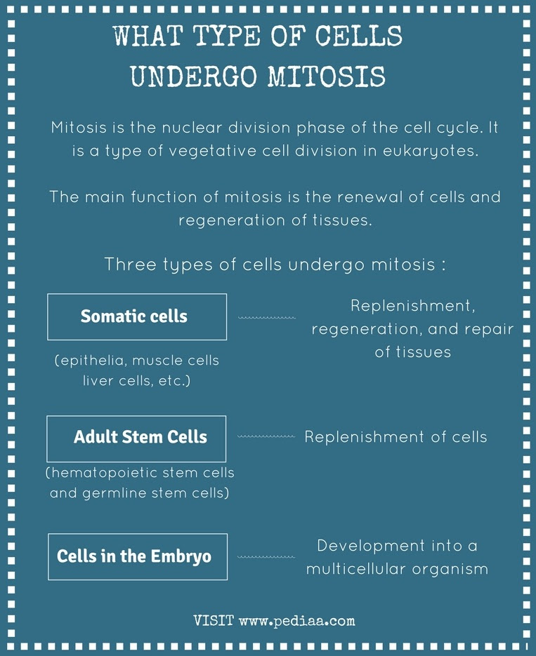 At the end of mitosis, a neck forms to separate the two daughter cells. What Type Of Cells Undergo Mitosis Pediaa Com