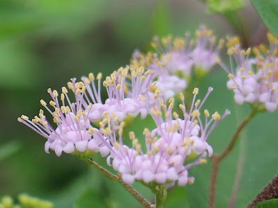 25 ++ 植物 ムラサキシキブの花 241128-植物 ムラサキシキブの花