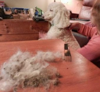 Get a comb and hair conditioner: Burdock Dog Remove Burs From Dog Hair Dorothystewart Net