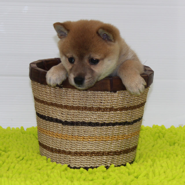 最高の動物画像 元の豆柴 可愛い 写真