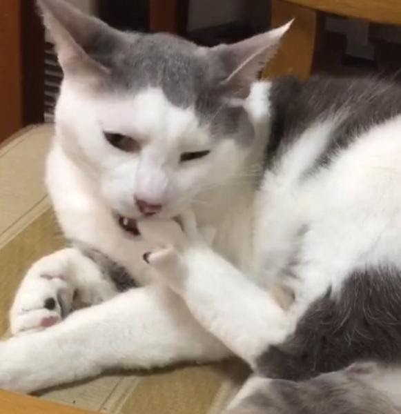 75 猫 ヒゲ 切れる 人気のファッションスタイル