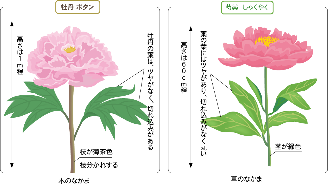 50 牡丹 イラスト 簡単 美しい花の画像