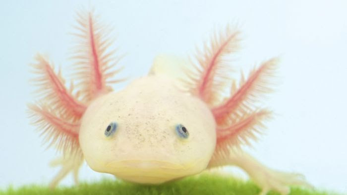 Un axolotl