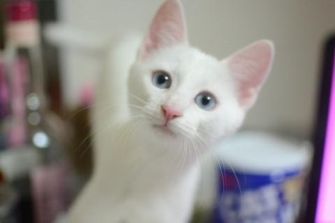 70以上 猫 青目 猫 青目 視力 Saikonomuryogazowrite