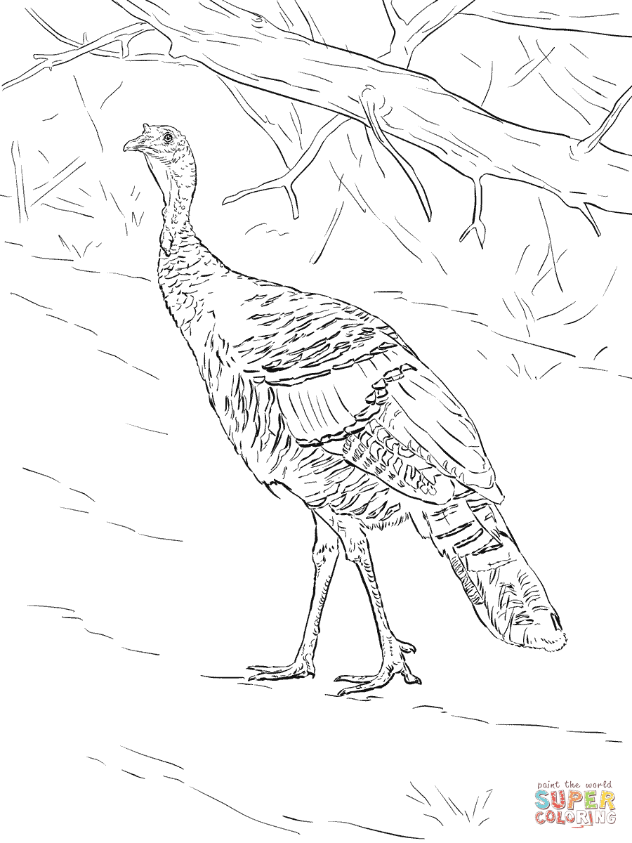 Turkeys, turkeys, and more turkeys! Turkey Coloring Pages Free Coloring Pages