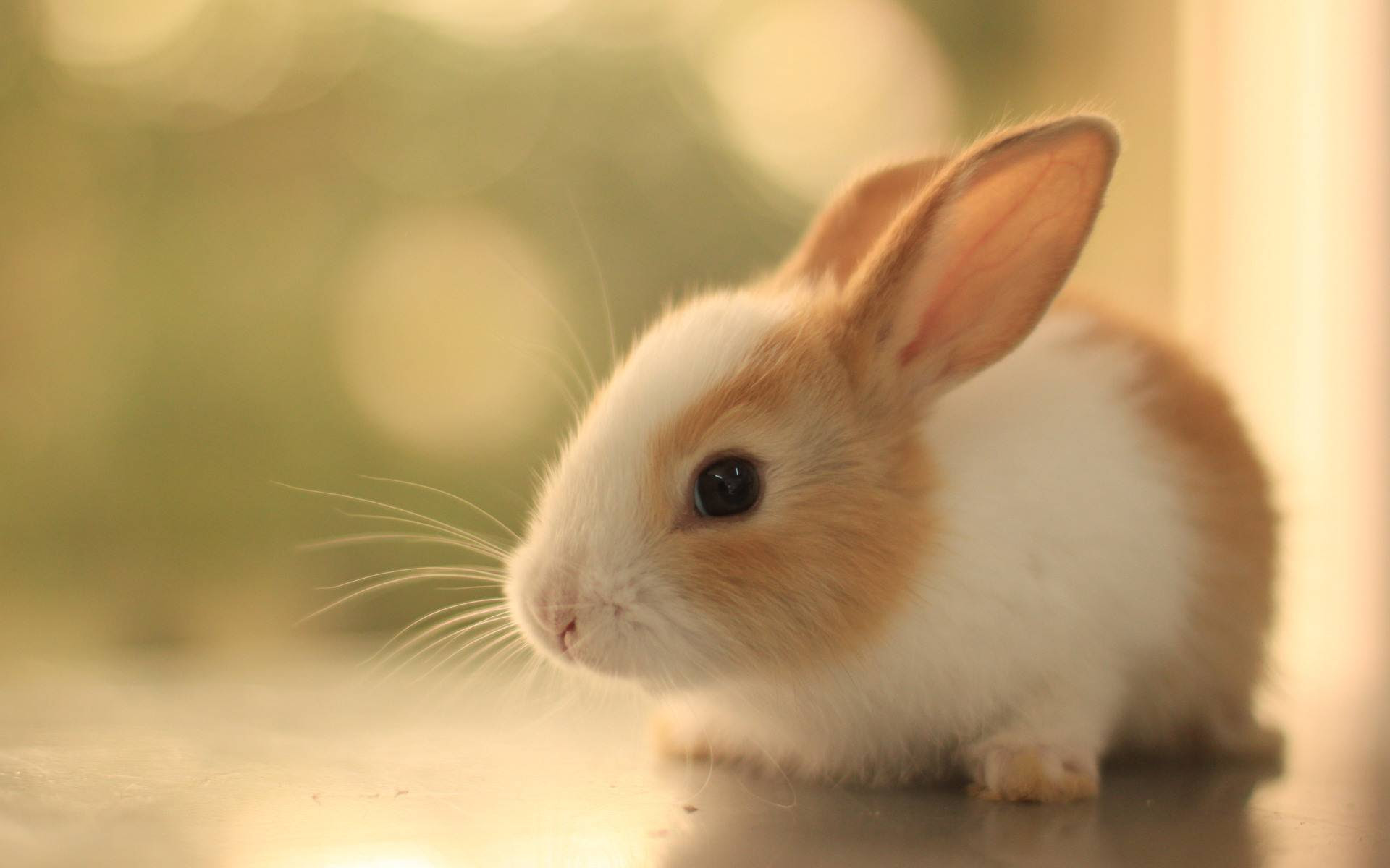 新着pc 壁紙 かわいい 動物 すべての美しい花の画像